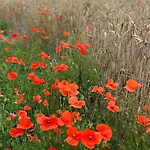 Neues Normannisches Mit Charme Kastanienbaeume By Interhome *