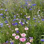 Vakantiehuis Neues Normannisches Mit Charme Kastanienbaeume By Interhome *