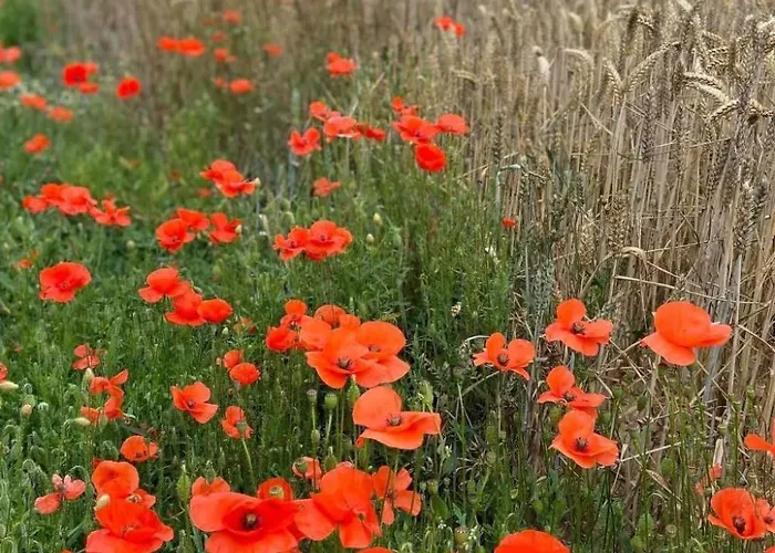 Neues Normannisches Mit Charme Kastanienbaeume By Interhome *