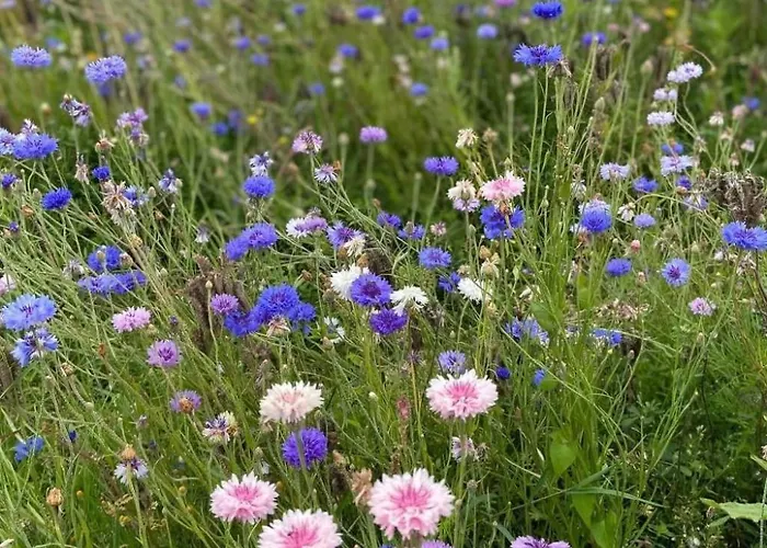 Ferienhaus Neues Normannisches Mit Charme Kastanienbaeume By Interhome *